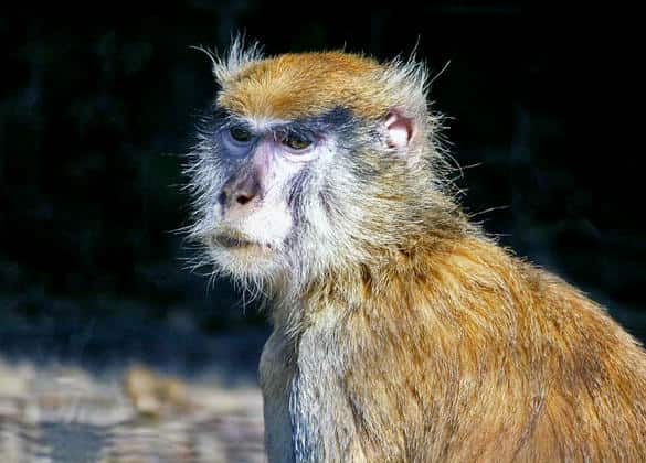 動物図鑑・パタスザル